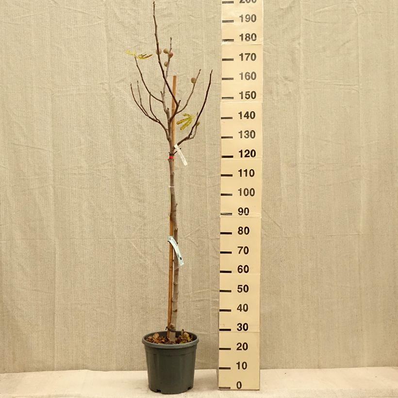Exemplaar van Vijgenboom Précoce de Dalmatie Pot van 12 l/15 l, Half-hoge stam zoals geleverd in de herfst