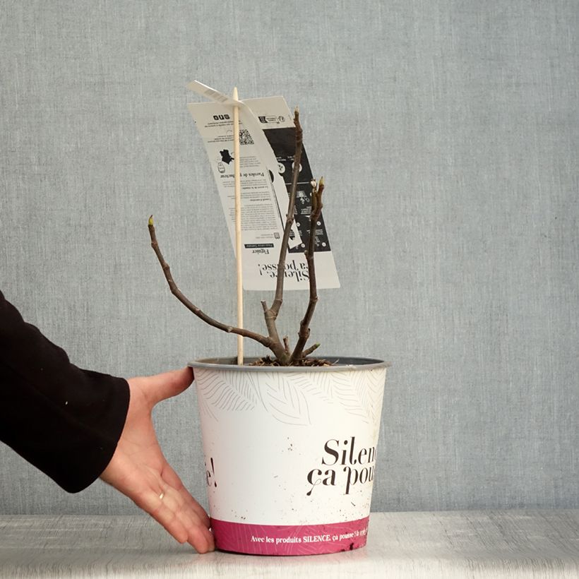 Exemplaar van Vijgenboom Précoce de Dalmatie Pot van 4 l/5 l, Struik zoals geleverd in de herfst