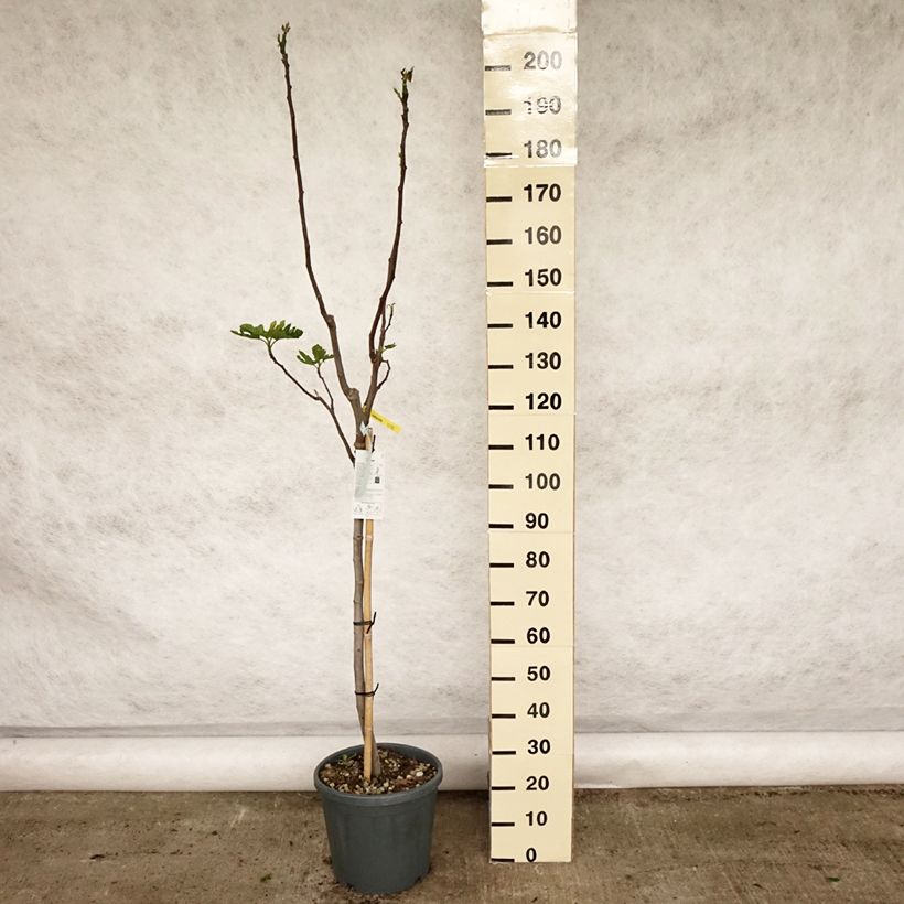 Exemplaar van Vijgenboom Rouge de Bordeaux Pot van 12 l/15 l, Half-hoge stam zoals geleverd in de lente