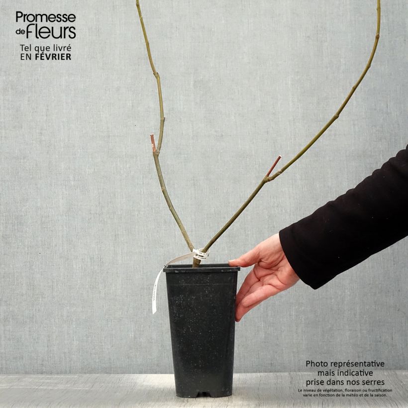 Exemplaar van Vijgenboom Rouge de Bordeaux Pot van 2 l/3 l zoals geleverd in de winter