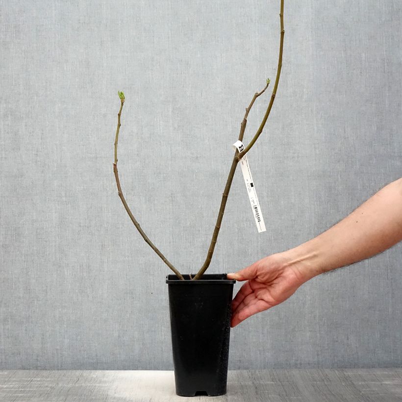 Exemplaar van Vijgenboom Rouge de Bordeaux Pot van 2 l/3 l zoals geleverd in de lente