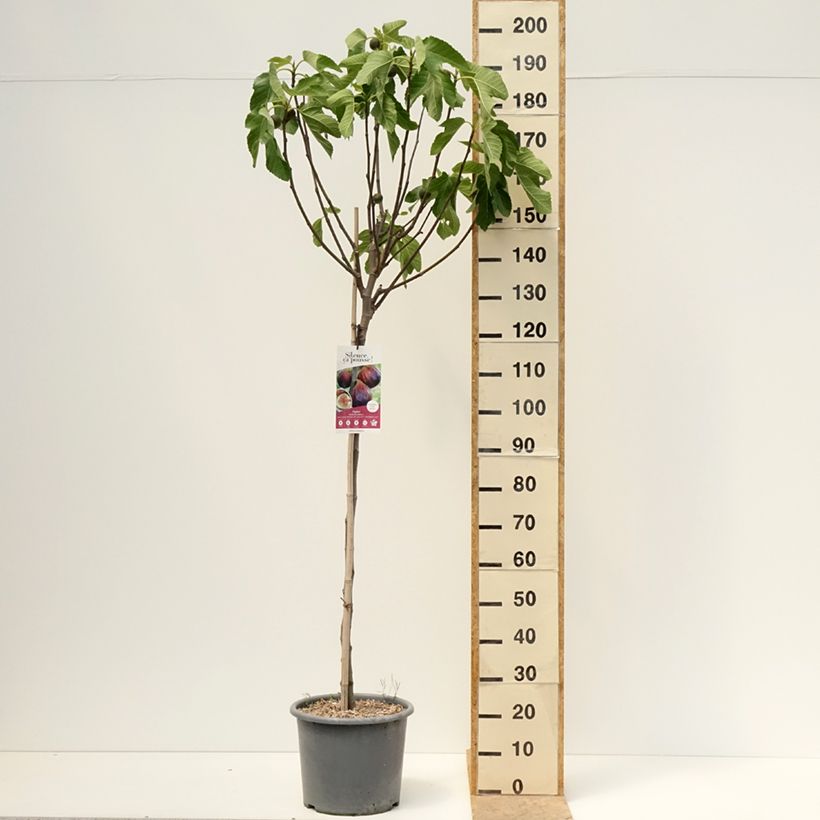 Exemplaar van Figuier Rouge de juillet - Ficus carica Kweekpotje van 8/9 cm zoals geleverd in de lente