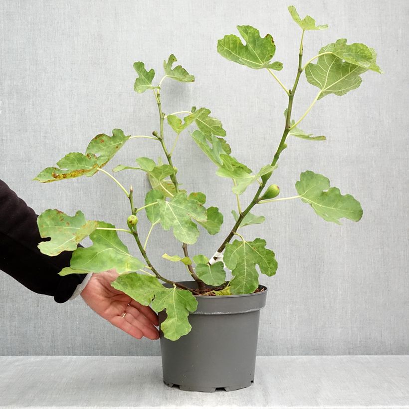 Exemplaar van Vijgenboom Terza Pot van 4 l/5 l, Struik zoals geleverd in de herfst