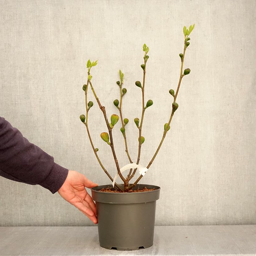 Exemplaar van Vijgenboom Terza Pot van 4 l/5 l, Struik zoals geleverd in de lente