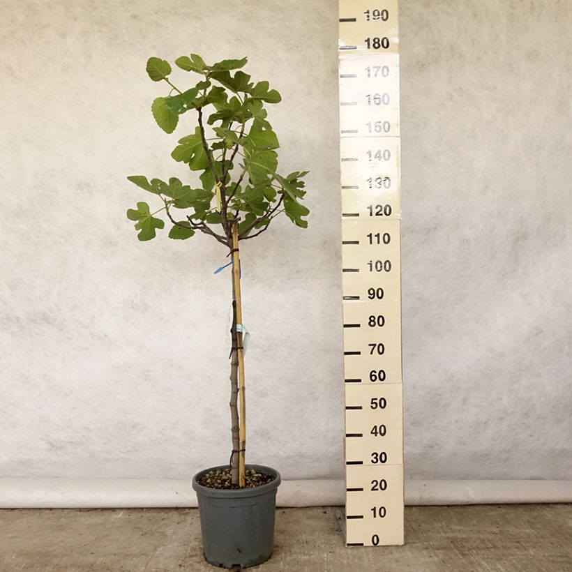 Exemplaar van Vijgenboom Violette Dauphine - Ficus carica Pot van 7,5 l/10 l, Half-hoge stam zoals geleverd in de zomer