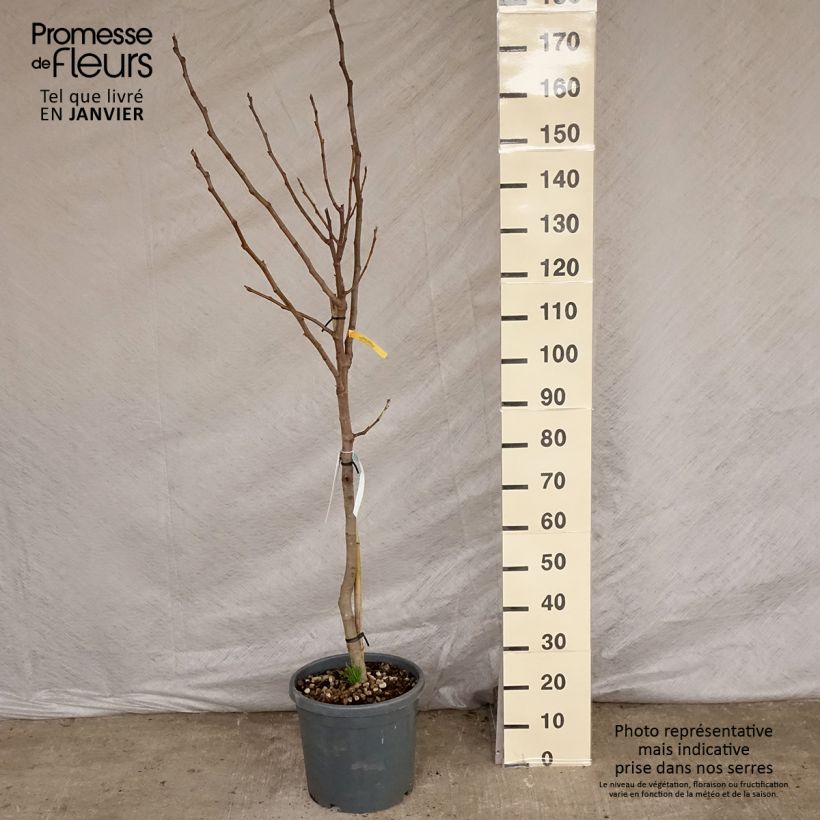 Exemplaar van Vijgenboom Violette Dauphine - Ficus carica Pot van 7,5 l/10 l, Half-hoge stam zoals geleverd in de winter