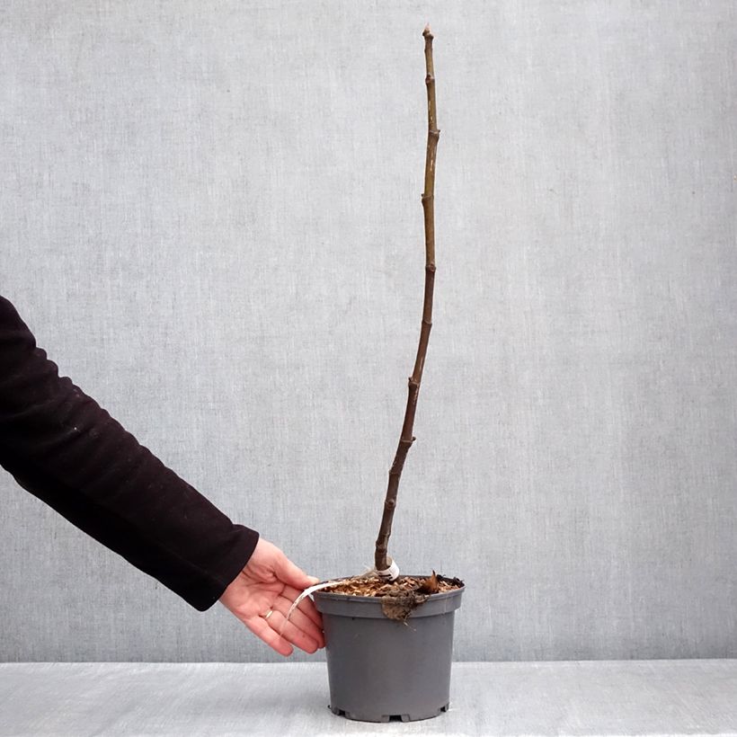 Exemplaar van Vijgenboom Violette van Sollies Pot van 3 l/4 l, Pol zoals geleverd in de winter