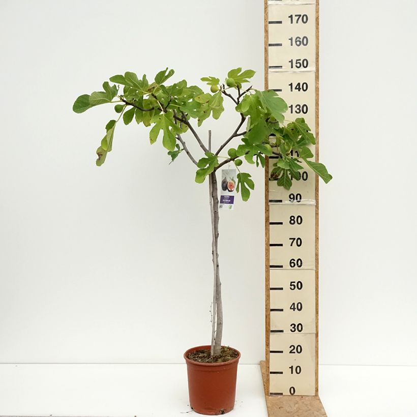 Exemplaar van Vijgenboom Violette van Sollies Pot van 7,5 l/10 l, Half-hoge stam zoals geleverd in de zomer