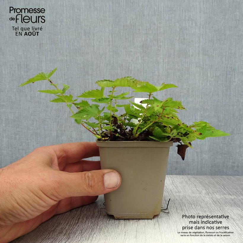 Exemplaar van Filipendula Kahome - Moerasspirea Kweekpotje van 8/9 cm zoals geleverd in de zomer