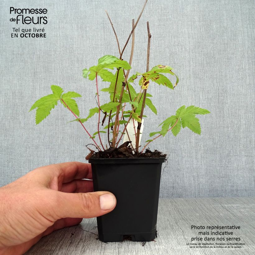Exemplaar van Filipendula palmata Nana - Moerasspirea Kweekpotje van 8/9 cm zoals geleverd in de herfst