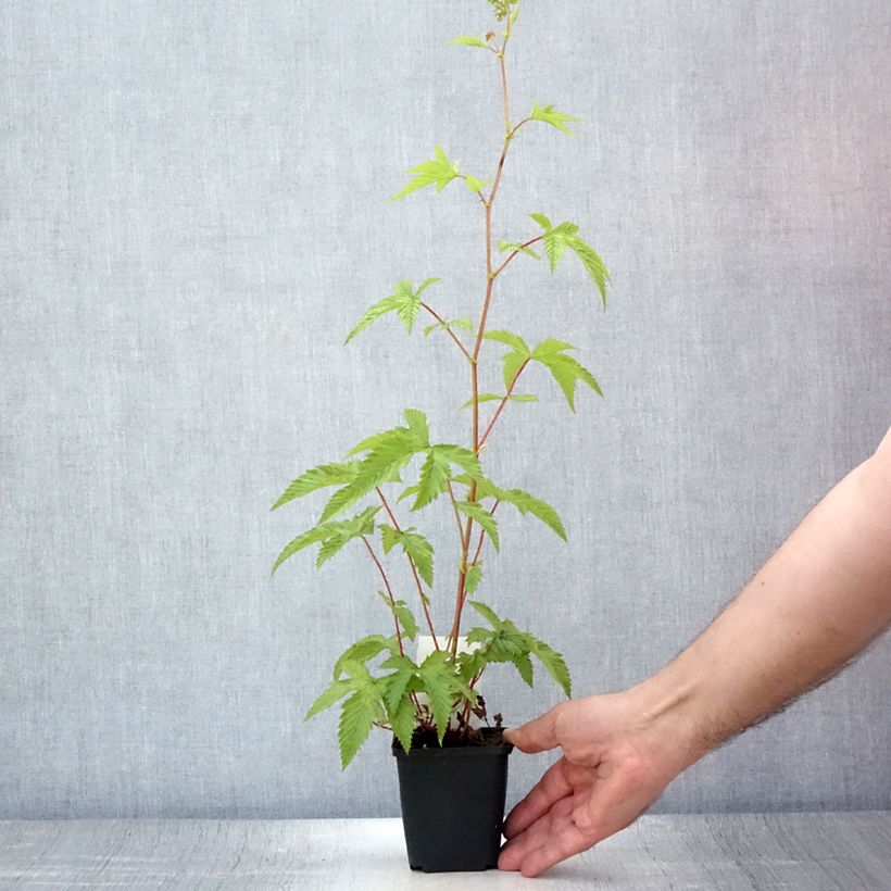 Exemplaar van Filipendula purpurea Elegans - Moerasspirea Kweekpotje van 8/9 cm zoals geleverd in de zomer