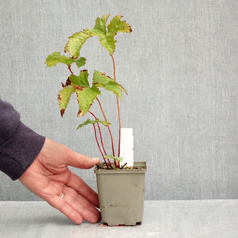 Exemplaar van Filipendula purpurea - Moerasspirea Kweekpotje van 8/9 cm zoals geleverd in de herfst