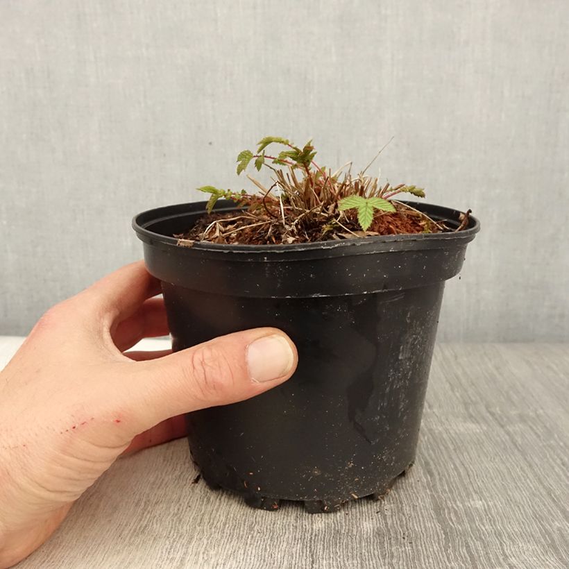 Exemplaar van Filipendula ulmaria - Moerasspirea Pot van 2 l/3 l zoals geleverd in de lente