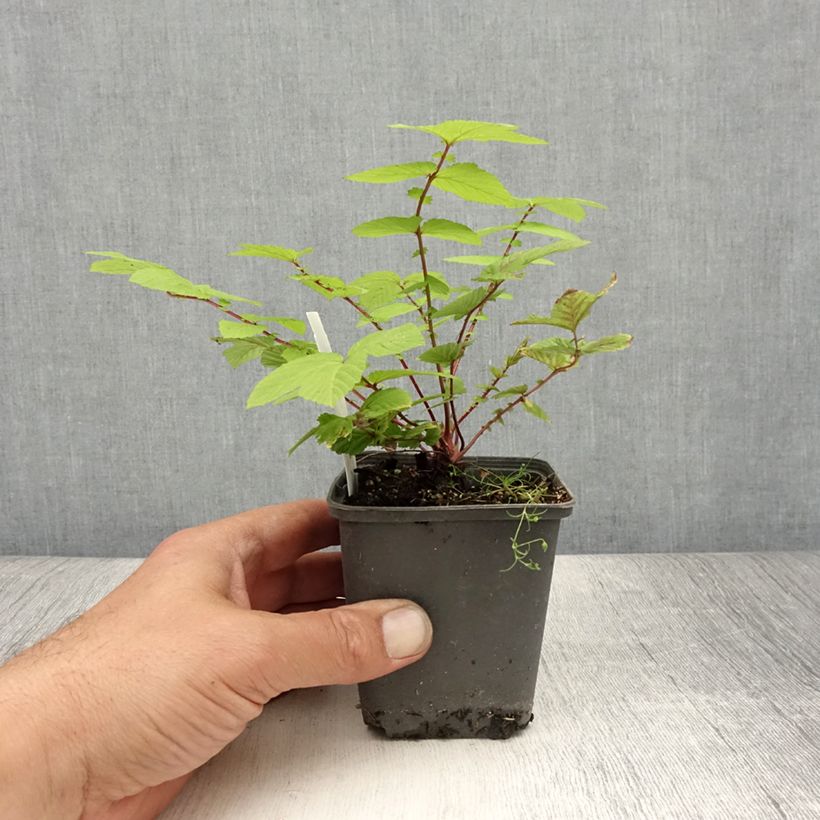 Exemplaar van Filipendula ulmaria Rosea - Moerasspirea Kweekpotje van 8/9 cm zoals geleverd in de zomer