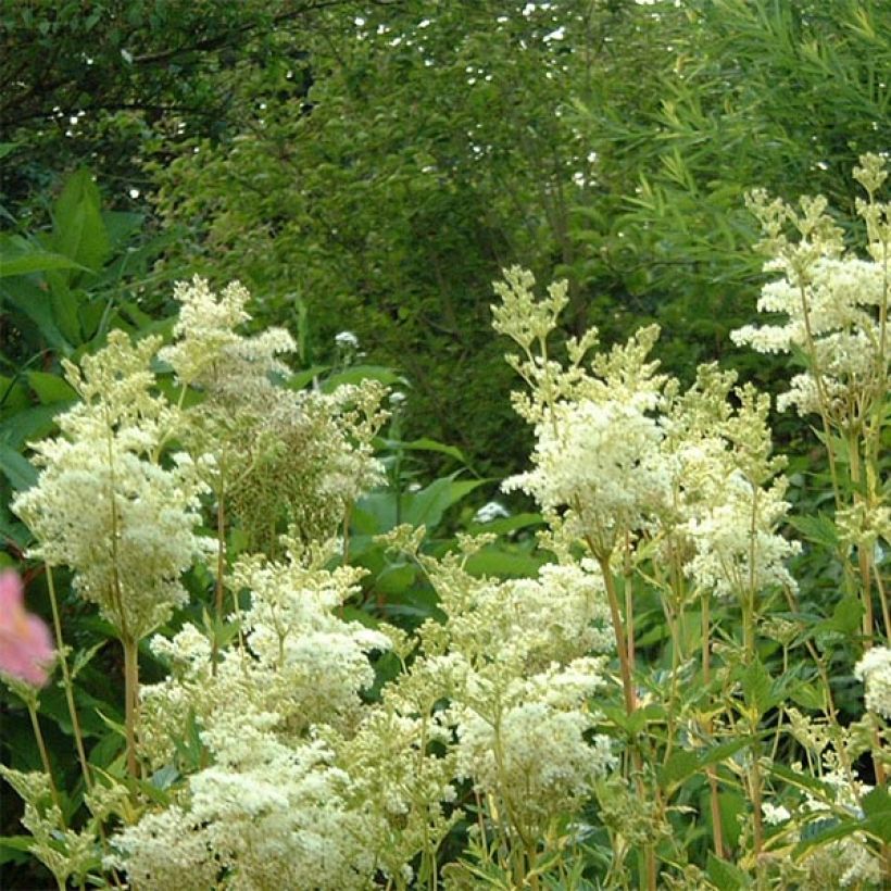 Filipendula ulmaria Variegata - Moerasspirea (Flowering)