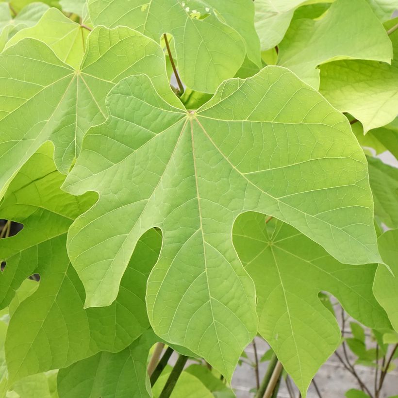 Firmiana simplex - Parasolboom (Blad)