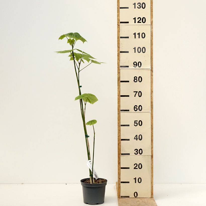 Exemplaar van Firmiana simplex - Parasolboom Pot van 3 l/4 l zoals geleverd in de lente