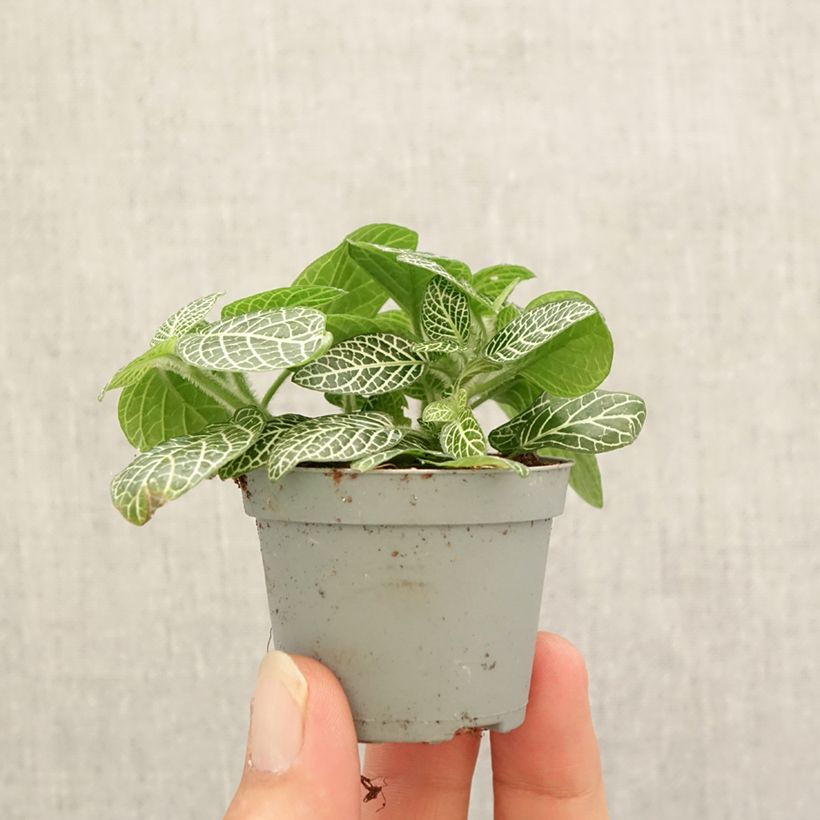 Example of Fittonia Mini White Mini-plante as you get in automne