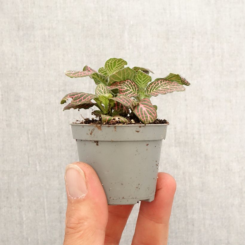 Example of Fittonia Pink Special - Mozaïekplant Mini-plante as you get in printemps