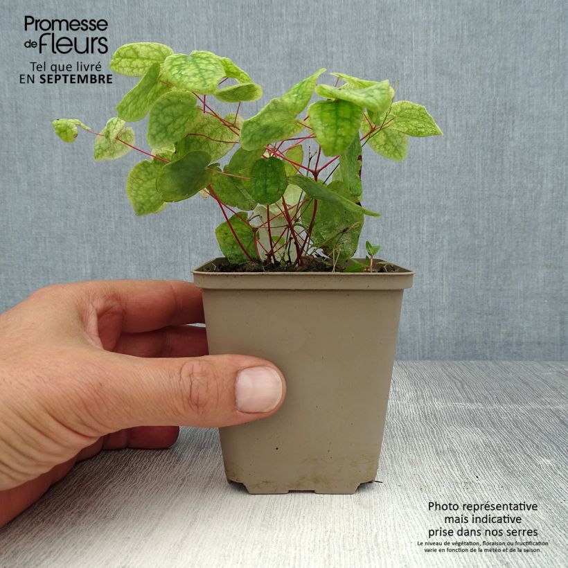 Exemplaar van Grootbloemige elfenbloem Akebono - Epimedium grandiflorum Kweekpotje van 8/9 cm zoals geleverd in de zomer