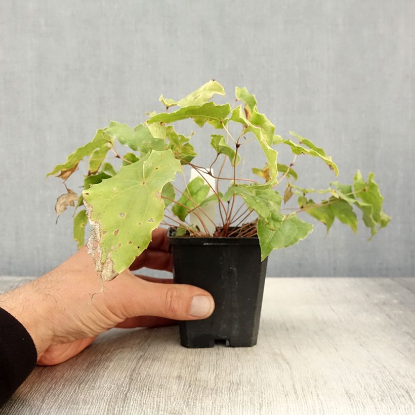 Exemplaar van Epimedium wushanense Caramel - Elfenbloem Kweekpotje van 8/9 cm zoals geleverd in de herfst