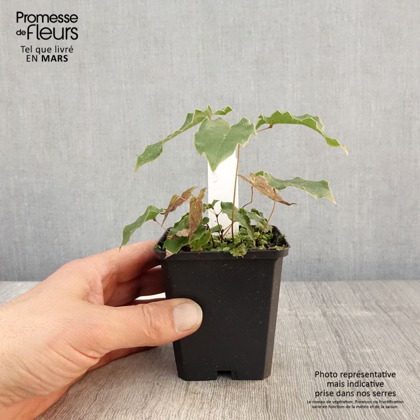 Exemplaar van Epimedium wushanense Caramel - Elfenbloem Kweekpotje van 8/9 cm zoals geleverd in de lente