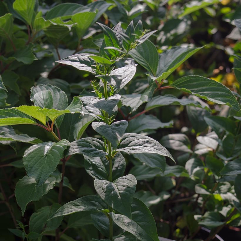 Abeliophyllum distichum Roseum - Witte forsythia (Foliage)