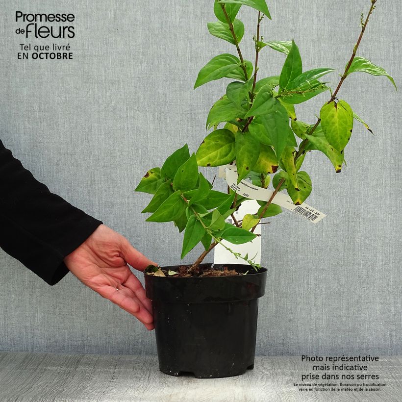 Exemplaar van Abeliophyllum distichum Roseum - Witte forsythia Pot van 2 l/3 l zoals geleverd in de herfst