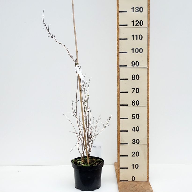 Exemplaar van Abeliophyllum distichum Roseum - Witte forsythia Pot van 4 l/5 l zoals geleverd in de herfst