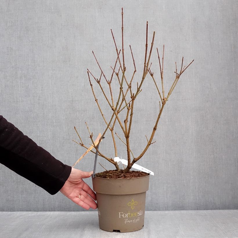 Exemplaar van Forsythia intermedia Forbeesia - Chinees klokje Pot van 4 l/5 l zoals geleverd in de winter