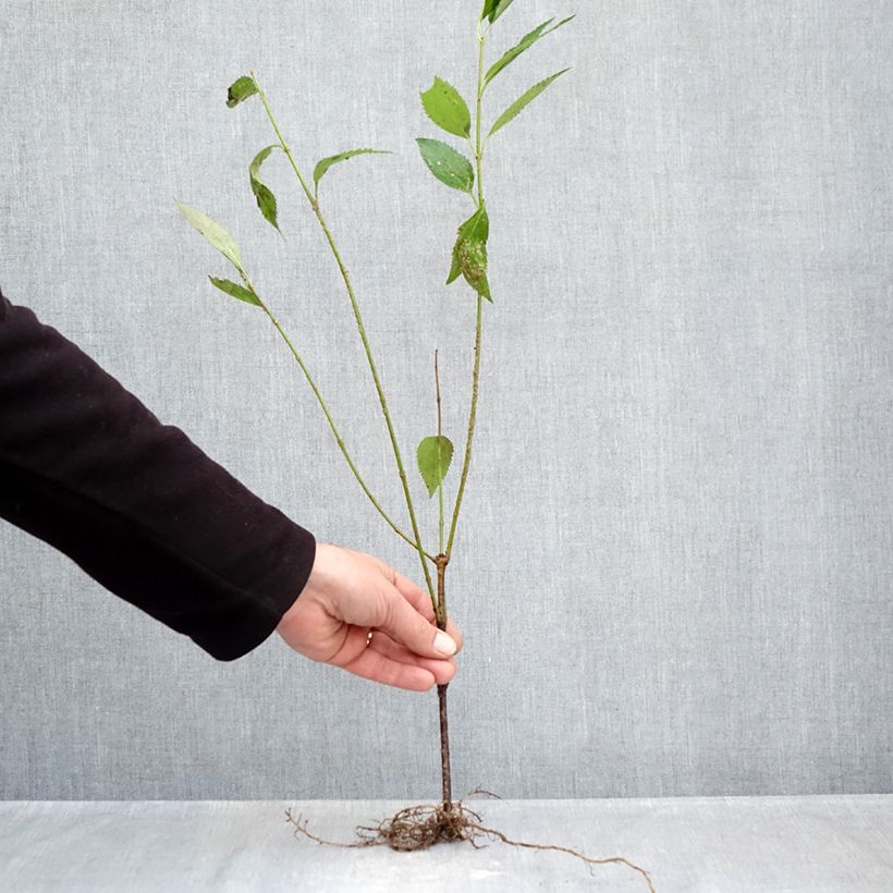 Example of Forsythia intermedia Lyngold - Mimosa de Paris Naakte wortel as you get in hiver