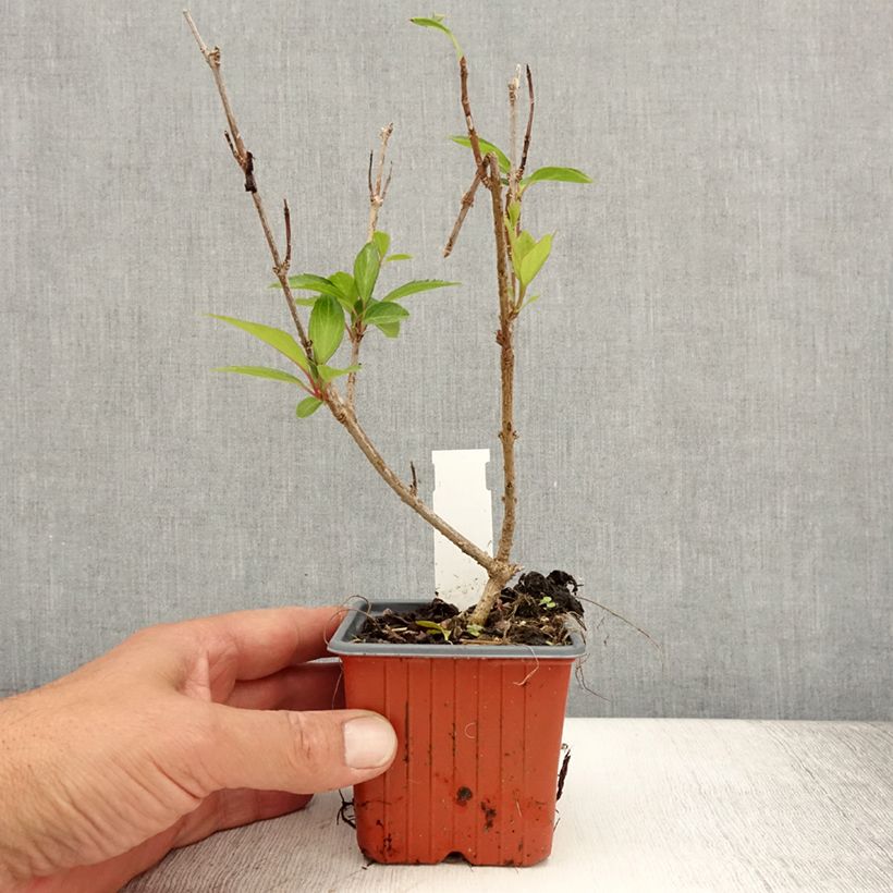 Exemplaar van Forsythia Spectabilis - Chinees klokje Kweekpotje van 8/9 cm zoals geleverd in de zomer