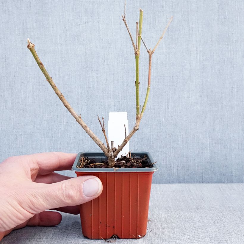 Example of Forsythia Spectabilis - Chinees klokje Kweekpotje van 8/9 cm as you get in hiver