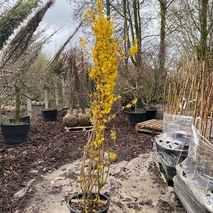 Example of Forsythia intermedia Week-end - Mimosa de Paris Pot van 50 l/55 l as you get in printemps
