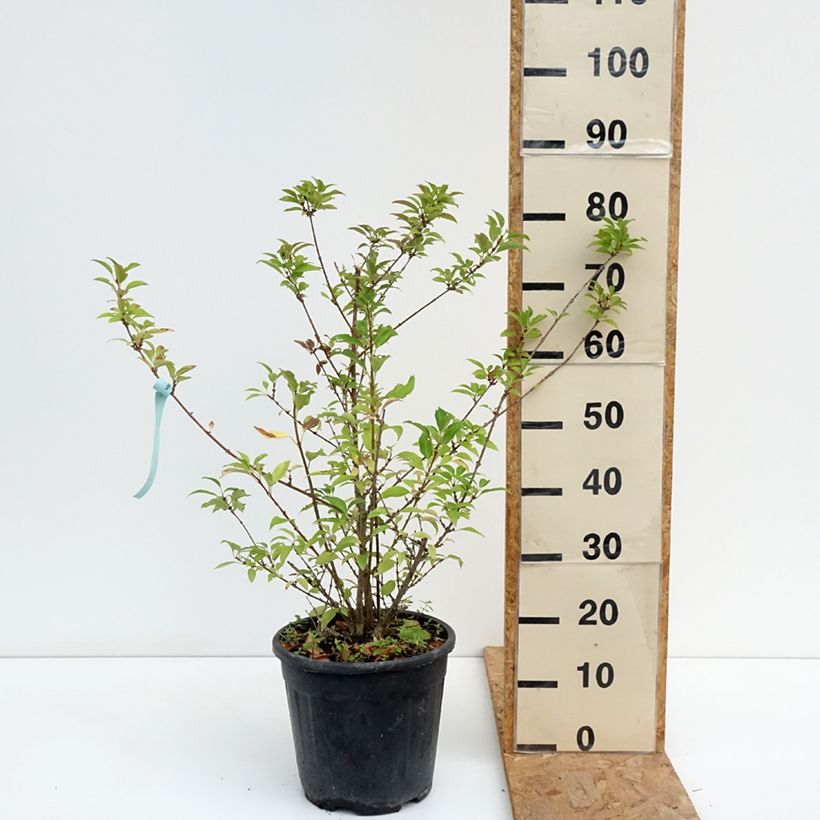 Exemplaar van Forsythia intermedia Week-end - Chinees klokje Pot van 7,5 l/10 l zoals geleverd in de zomer