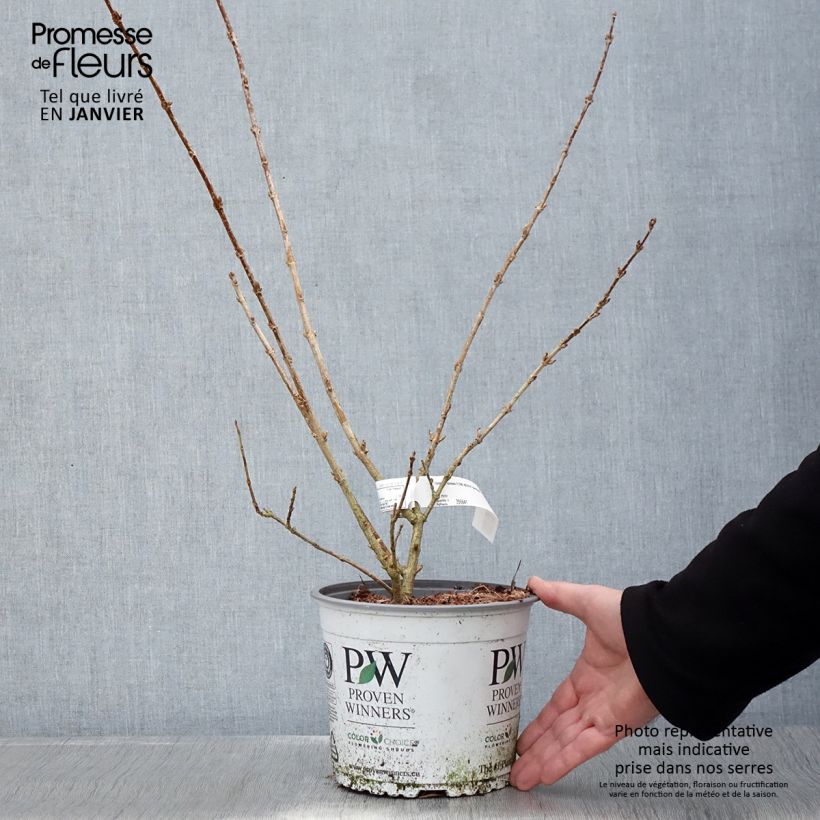 Example of Forsythia koreana Flying Machine - Forsythia de Corée Pot van 3 l/4 l as you get in hiver