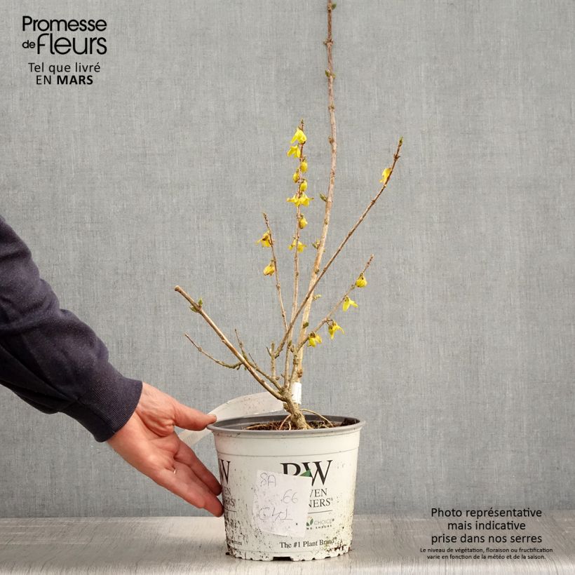 Exemplaar van Forsythia koreana Flying Machine - Chinees klokje Pot van 3 l/4 l zoals geleverd in de lente