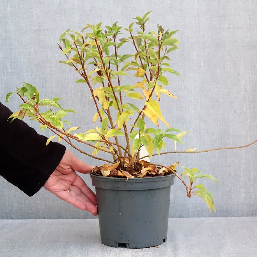 Example of Forsythia koreana Kumsun - Forsythia de Corée -  Pot van 3 l/4 l as you get in automne