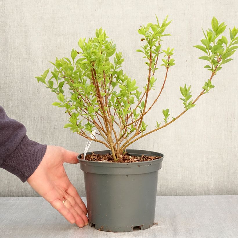 Exemplaar van Forsythia koreana Kumsun - Chinees klokje Pot van 3 l/4 l zoals geleverd in de lente