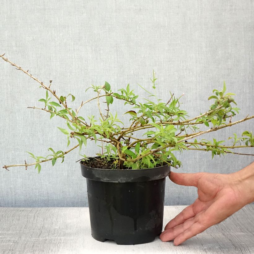 Exemplaar van Forsythia Mêlée d'Or - Chinees klokje Pot van 3 l/4 l zoals geleverd in de zomer