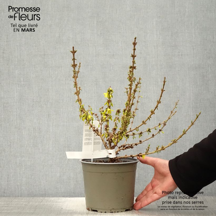 Exemplaar van Forsythia Mikador - Chinees klokje Pot van 2 l/3 l zoals geleverd in de lente