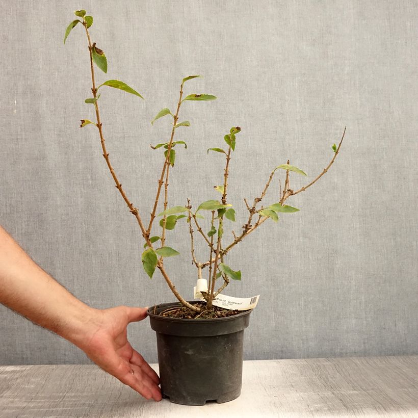 Exemplaar van Forsythia Gold Rausch - Chinees klokje Pot van 2 l/3 l zoals geleverd in de zomer