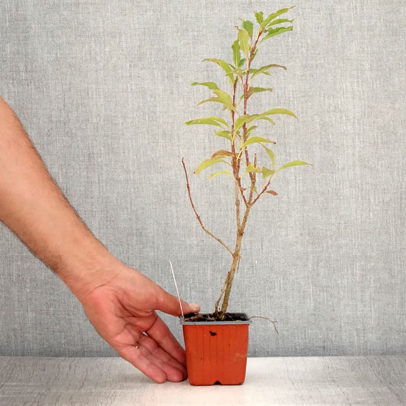 Exemplaar van Forsythia Goldzauber - Chinees klokje Kweekpotje van 8/9 cm zoals geleverd in de zomer