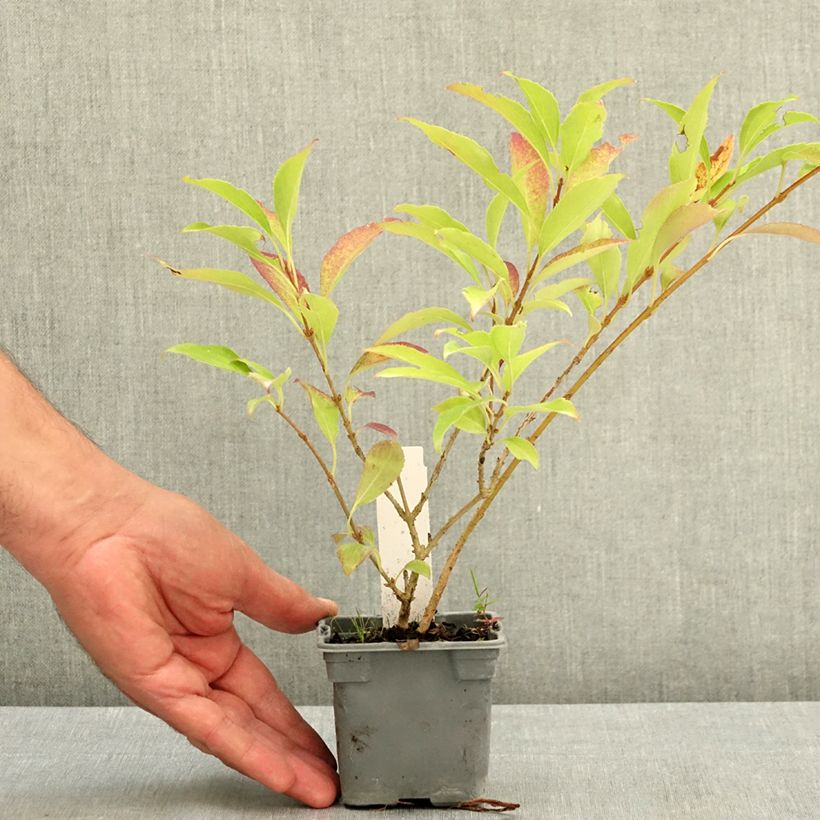 Exemplaar van Forsythia intermedia Lynwood - Chinees klokje Kweekpotje van 8/9 cm zoals geleverd in de zomer