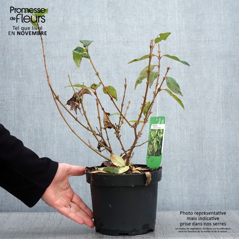 Exemplaar van Forsythia Variegata - Chinees klokje Pot van 3 l/4 l zoals geleverd in de herfst