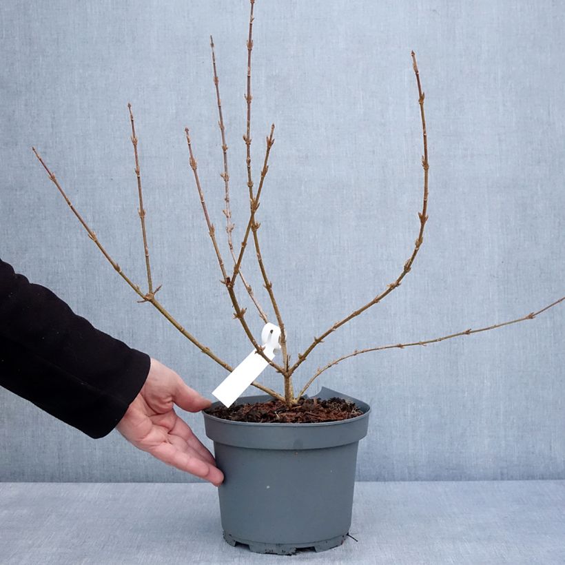 Example of Forsythia x intermedia Variegata - Mimosa de Paris panaché Pot van 3 l/4 l as you get in hiver