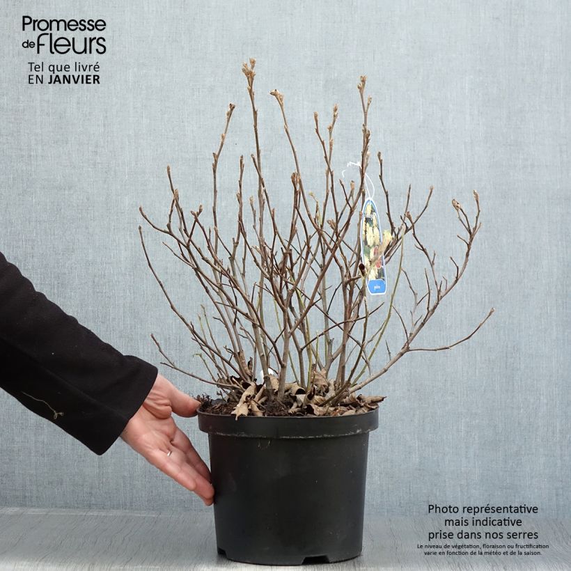 Example of Fothergilla gardenii Pot van 3 l/4 l as you get in hiver