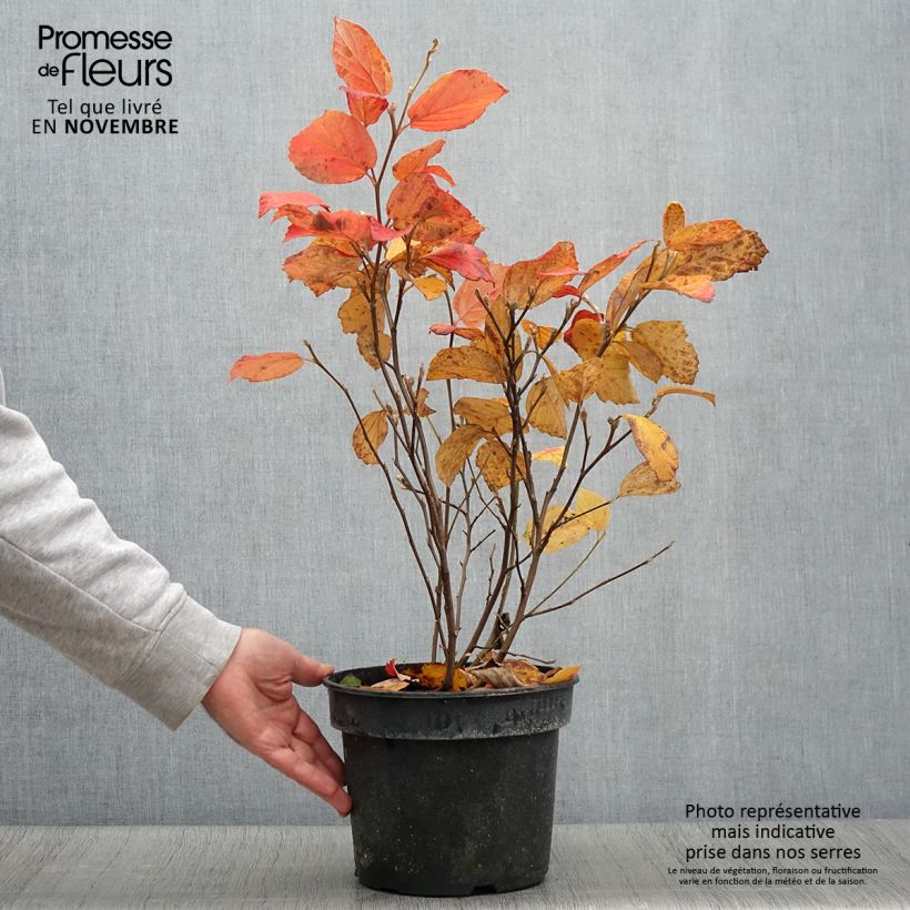 Exemplaar van Fothergilla gardenii Suzanne Pot de 4L/5L zoals geleverd in de herfst