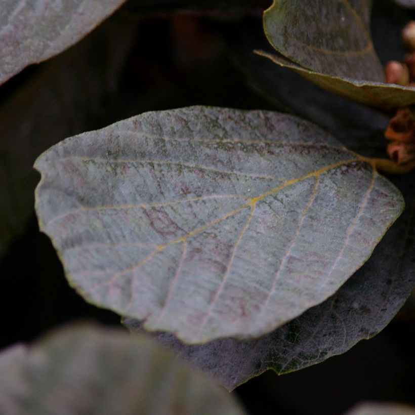 Fothergilla intermedia Blue Shadow - Lampenpoetsersstruik (Foliage)