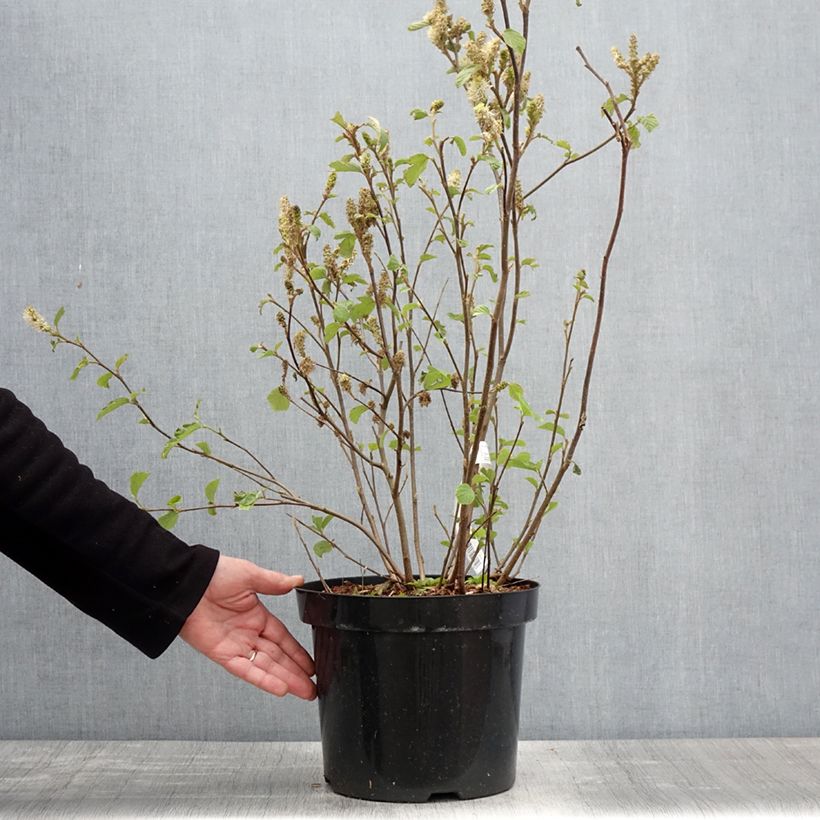 Exemplaar van Fothergilla major - Lampenpoetsersstruik Pot van 7,5 l/10 l zoals geleverd in de lente